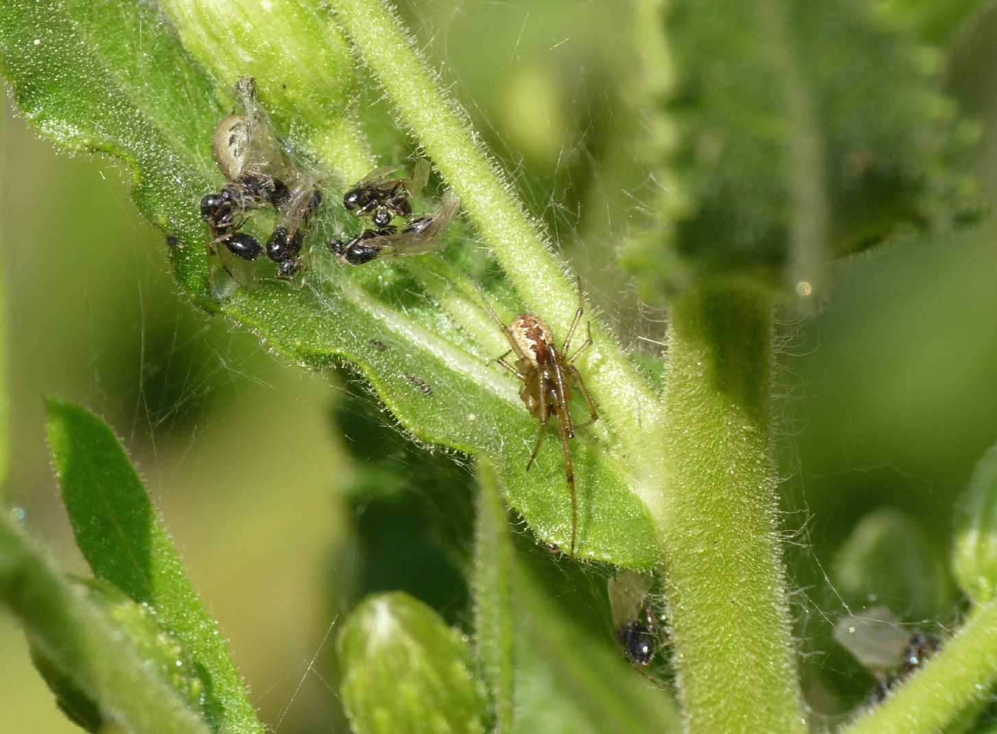 Coppia di Kochiura aulica?